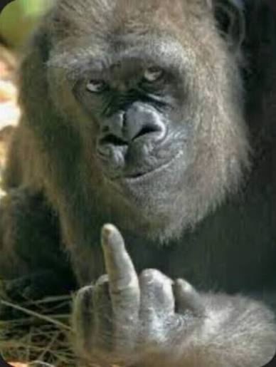 Gorilla som håller upp långfingret